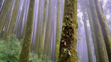 Sabah beyaz sisli çam ağacı ormanı farklı açılardan detaylarıyla