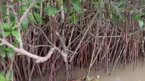 Mangrove Δάση Ρίζα Στη Θάλασσα Backwater Από Επίπεδη Γωνία Βίντεο — Αρχείο Βίντεο