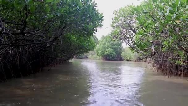 Mangrovníkové Lesy Mořskou Stojatou Vodou Plochého Úhlu Videa Pořízen Mangrovovém — Stock video
