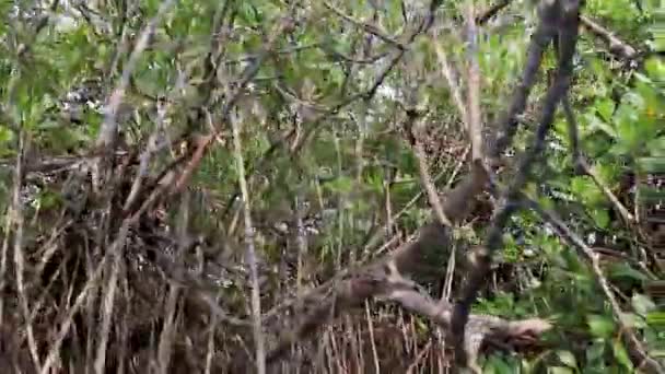 Mangrove Erdők Tengeri Backwater Lapos Szögből Videó Készül Mangrove Erdő — Stock videók