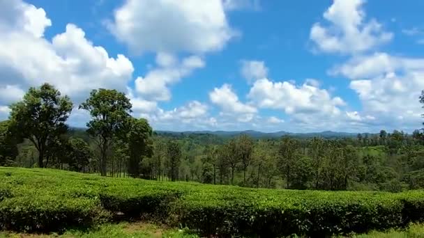 Teegarten Blick Auf Berggipfel Mit Hellblauem Himmel Aus Flachem Winkel — Stockvideo