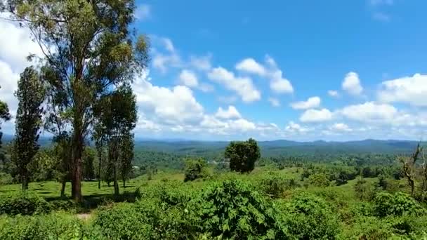 山顶茶园景观 明亮的蓝天 平面角度视频拍摄于印度塔米奈杜水沟 — 图库视频影像