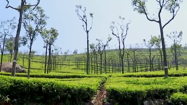 Tea Kert Kilátás Gumifa Fényes Kék Reggeli Videó Készült Ooty — Stock videók