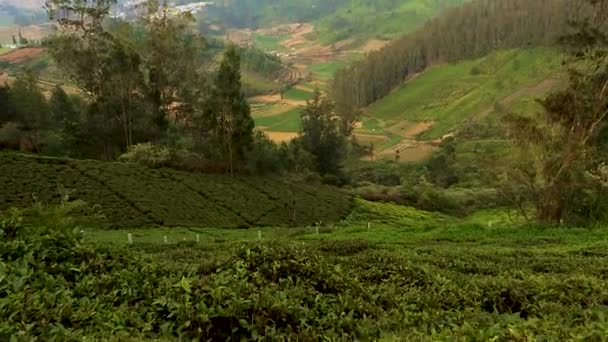 Teegarten Bergblick Mit Landwirtschaftlichem Feld Morgen Video Bei Ooty Tamilnadu — Stockvideo