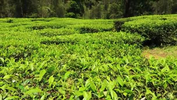 Tea Zöld Levelek Alacsony Szögből Kert Hegytetőn Reggel — Stock videók