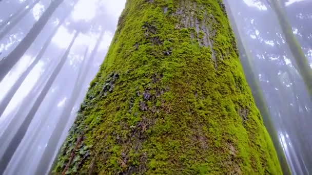 长满白雾的松树林 上午各不同角度的细节 — 图库视频影像