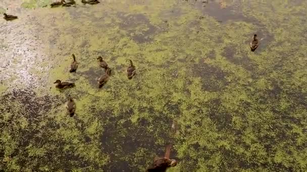 Ördek Yavrularının Çoğu Gölette Yüzer — Stok video