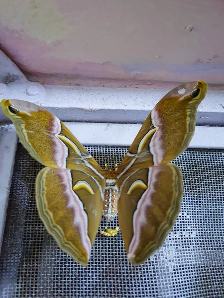 大彩蝶在窗上乱糟糟地从平坦的角度在室内产蛋 — 图库照片