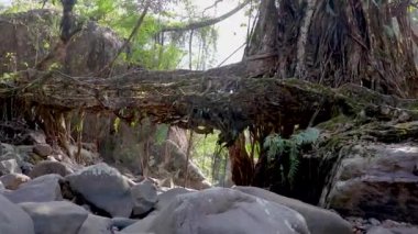 Düz açılı videodan ormanlarda doğa tarafından inşa edilen canlı yol köprüsü 10 Mar 2022 'deki Cherrapunji meghalaya Hindistan' da çekilmiştir..
