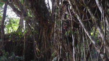 Düşük açılı ormanlarda doğa tarafından inşa edilen çift katlı yaşam yolu köprüsü 10 Mar 2022 'de Cherrapunji meghalaya Hindistan' da çekilmiştir..
