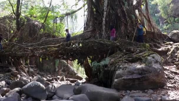 Levende Route Brug Gebouwd Door Natuur Bossen Van Platte Hoek — Stockvideo