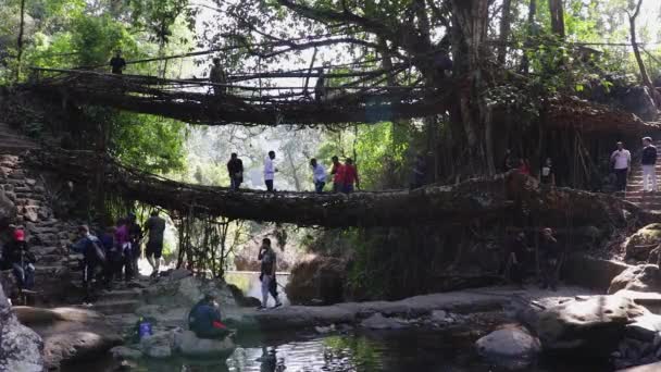 Dubbeldekker Levende Route Brug Gebouwd Door Natuur Bossen Van Platte — Stockvideo