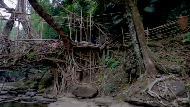 Élő Útvonal Híd Amelyet Természet Épített Erdőkben Sík Szögből Videó — Stock videók