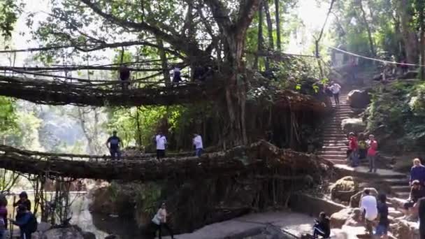 Kétszintes Élő Útvonal Híd Amelyet Természet Épített Erdőkben Sík Szögből — Stock videók
