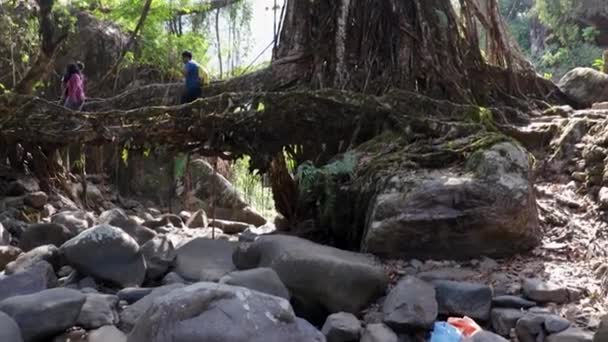 Élő Útvonal Híd Amelyet Természet Épített Erdőkben Sík Szögből Videó — Stock videók