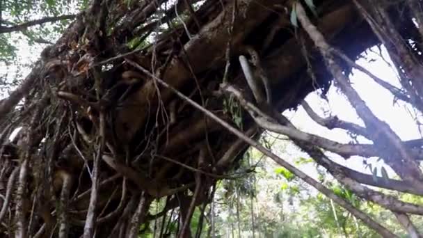 Kétszintes Élő Útvonal Híd Természet Által Épített Erdőkben Alacsony Szögből — Stock videók