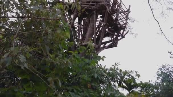 Casa Albero Bambù Cima Albero Con Cielo Piatto Video Angolo — Video Stock