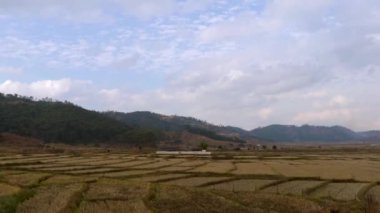 Akşamları dramatik gökyüzü olan kırsal sarı tarlalar.