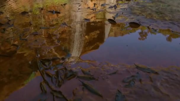 Reflexão Com Cachoeira Natural Intocada Caindo Topo Montanha Florestas Durante — Vídeo de Stock