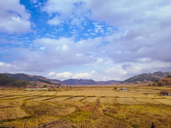 Geel Gras Platteland Velden Met Berg Heldere Blauwe Lucht Ochtend — Stockfoto