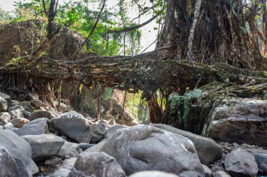 İzole edilmiş ağaç kökü köprüsü. Düz açıdan tek katlı.