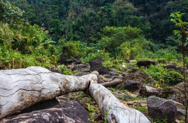 Ormanlarda yatan kuru ağaç sabah eşsiz bir perspektiften çekiliyor.