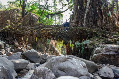 Tek katlı ağaç kökü köprüsüne sahip genç adam düz açılı görüntüden tek katlı Hindistan 'daki Meghalaya Köprüsü' nde çekiliyor..