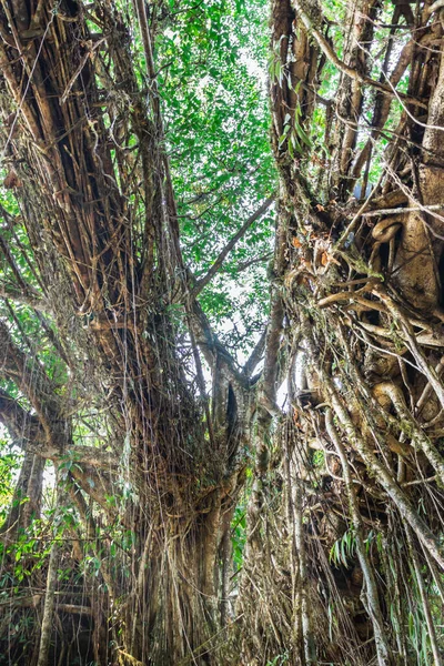 İzole edilmiş ağaç kökü köprüsü. Düz açıdan tek katlı.