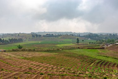Kırsal tarım tarlaları sabah düz açıyla parlak mavi gökyüzü ile