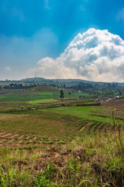 Kırsal tarım tarlaları sabah düz açıyla parlak mavi gökyüzü ile