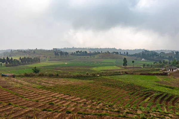 Kırsal tarım tarlaları sabah düz açıyla parlak mavi gökyüzü ile