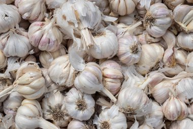 Farklı açılardan taze organik sarımsak.