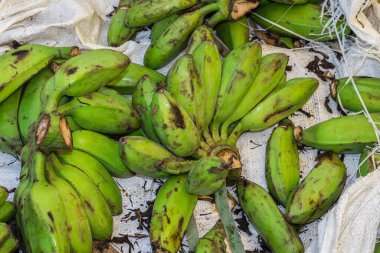 Çiftlikten alınmış taze organik olgunlaşmamış muz. Yakın çekim.