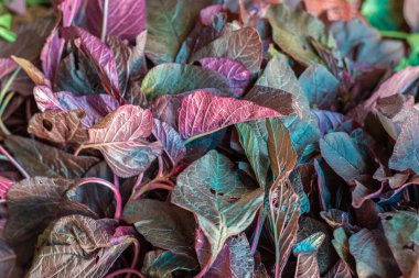 Farklı açılardan taze organik kırmızı ıspanak.