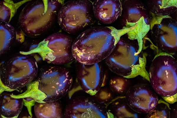 Fresh Organic Brinjal Farm Close Different Angle — Stockfoto