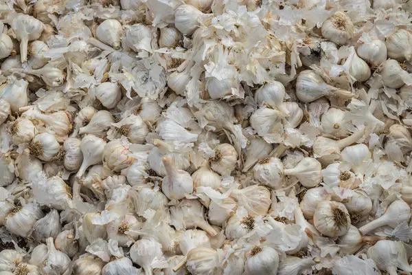 Fresh Organic Garlic Farm Close Different Angle — Foto de Stock
