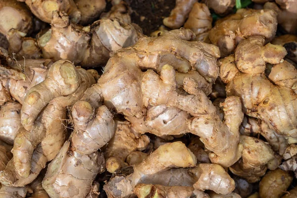 Fresh Organic Ginger Farm Close Different Angle — ストック写真