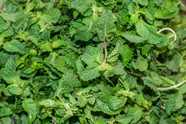 Fresh Organic Mint Leaves Farm Close Different Angle —  Fotos de Stock