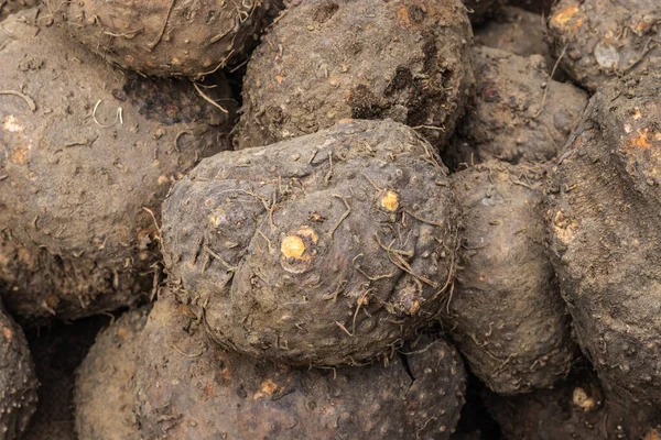 fresh organic elephant foot from farm close up from different angle