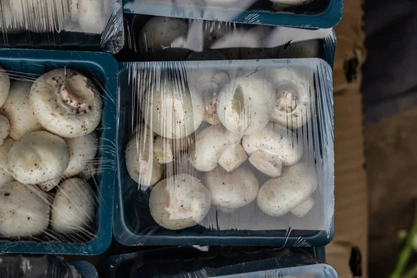Fresh Organic Button Mushroom Plastic Beg Farm Close Shot — ストック写真