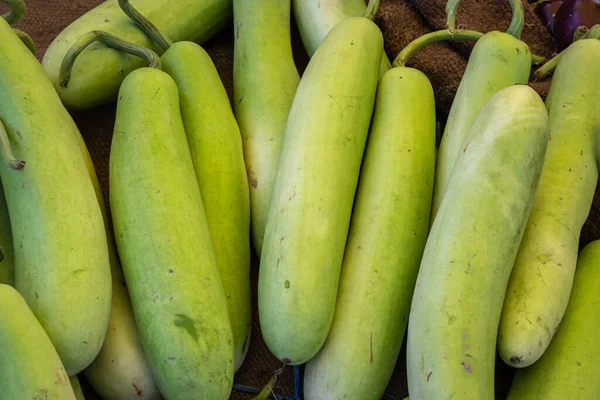 fresh organic bottle gourd from farm close up from different angle
