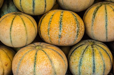 Çiftlikten taze organik miskkavun. Farklı açılardan yaklaş.