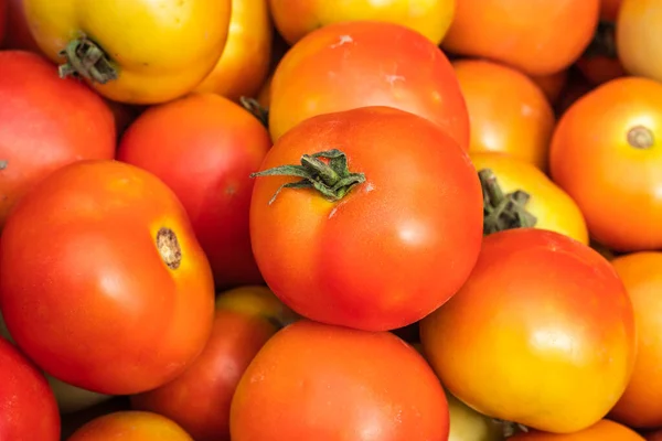 Fresh Organic Tomatoes Farm Close Different Angle — Stockfoto