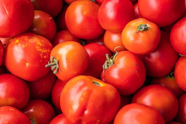 Fresh Organic Tomatoes Farm Close Different Angle — Stockfoto