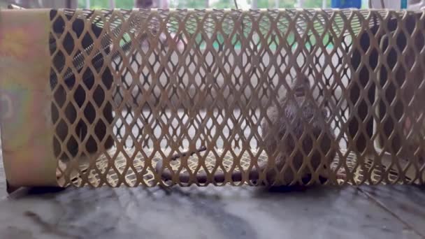 Rato Capturado Armadilha Gaiola Rato Ângulo Diferente Dia — Vídeo de Stock