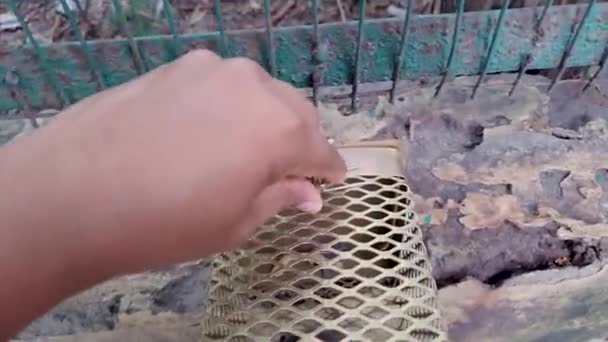 Ποντικός Που Αλιεύεται Ποντικοπαγίδα Από Διαφορετική Γωνία Την Ημέρα — Αρχείο Βίντεο