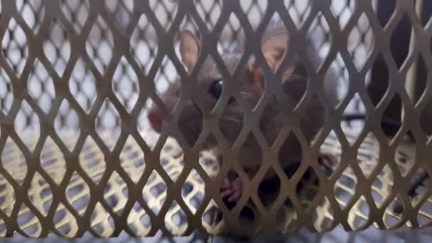 Szczur Złapany Pułapkę Klatki Szczury Pod Innym Kątem Ciągu Dnia — Wideo stockowe