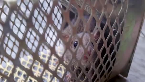 Rat Caught Rat Cage Trap Different Angle Day — Stock Video