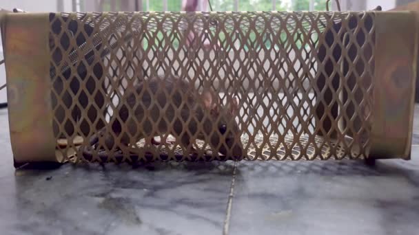 Rat Caught Rat Cage Trap Different Angle Day — Stock Video