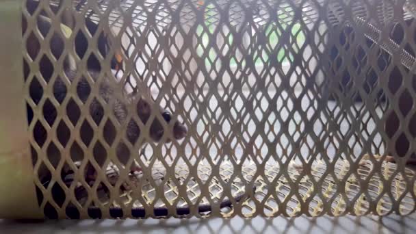 Rat Pris Dans Piège Rat Cage Sous Angle Différent Jour — Video